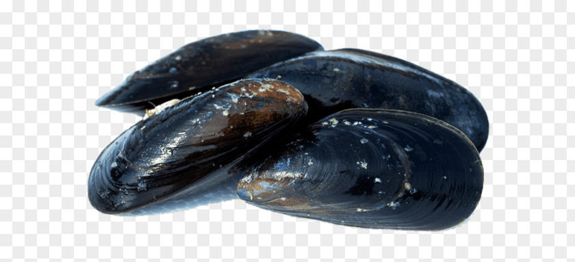 Fish Blue Mussel Oyster Shellfish Seafood PNG