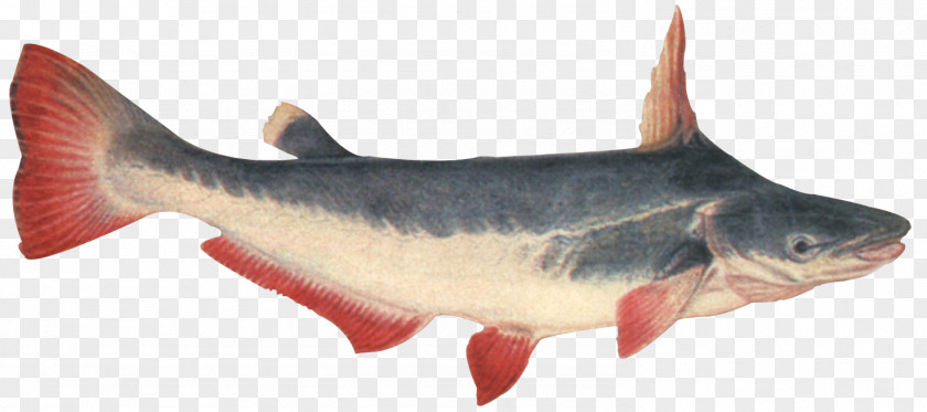 Fish Driftwood Catfish Ageneiosus Valenciennesi Mail-cheeked Fishes PNG