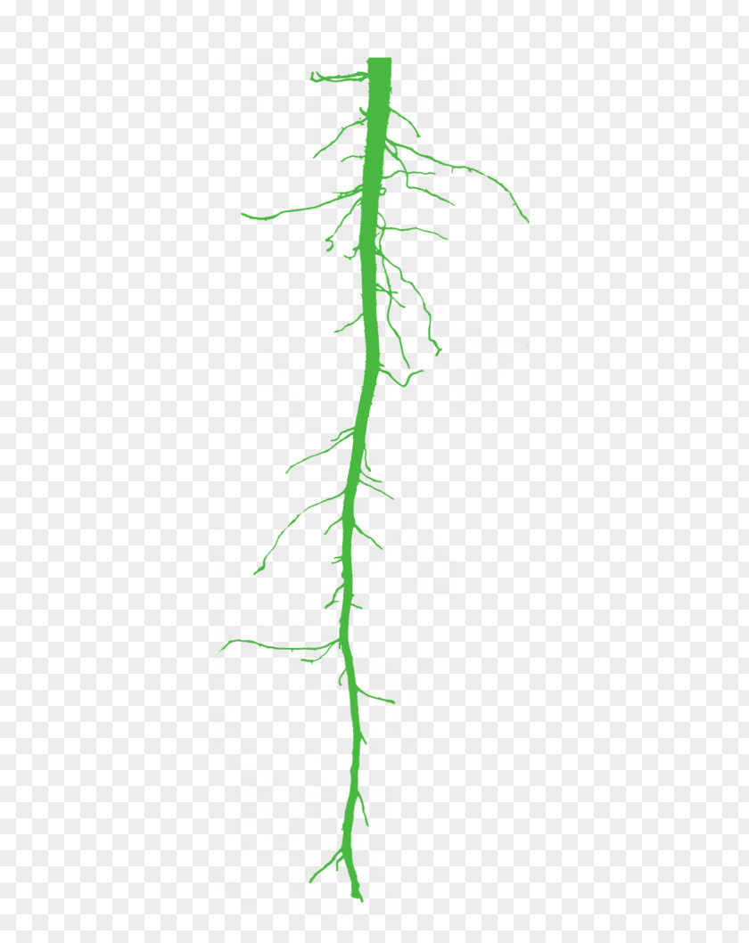 Leaf Twig Grasses Plant Stem PNG