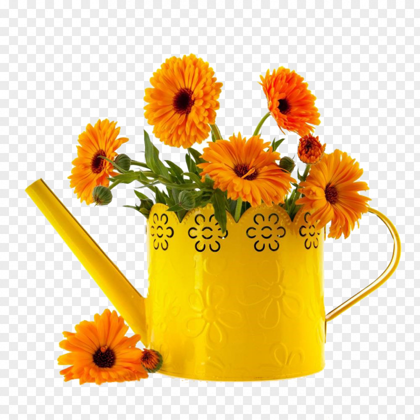 Marigold Pictures Mexican Flower Calendula Officinalis Stock Photography PNG
