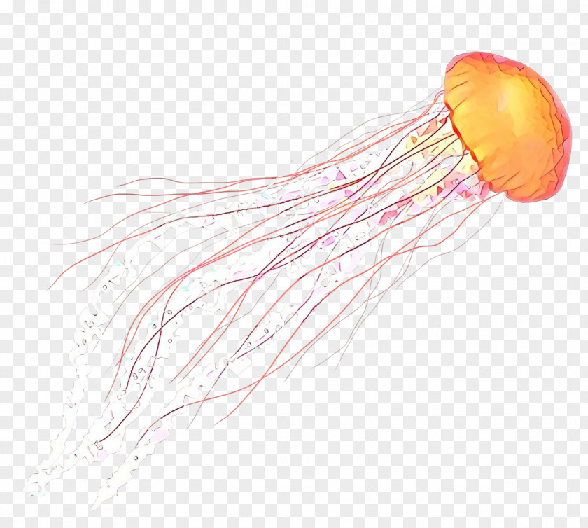 Marine Invertebrates Invertebrate PNG