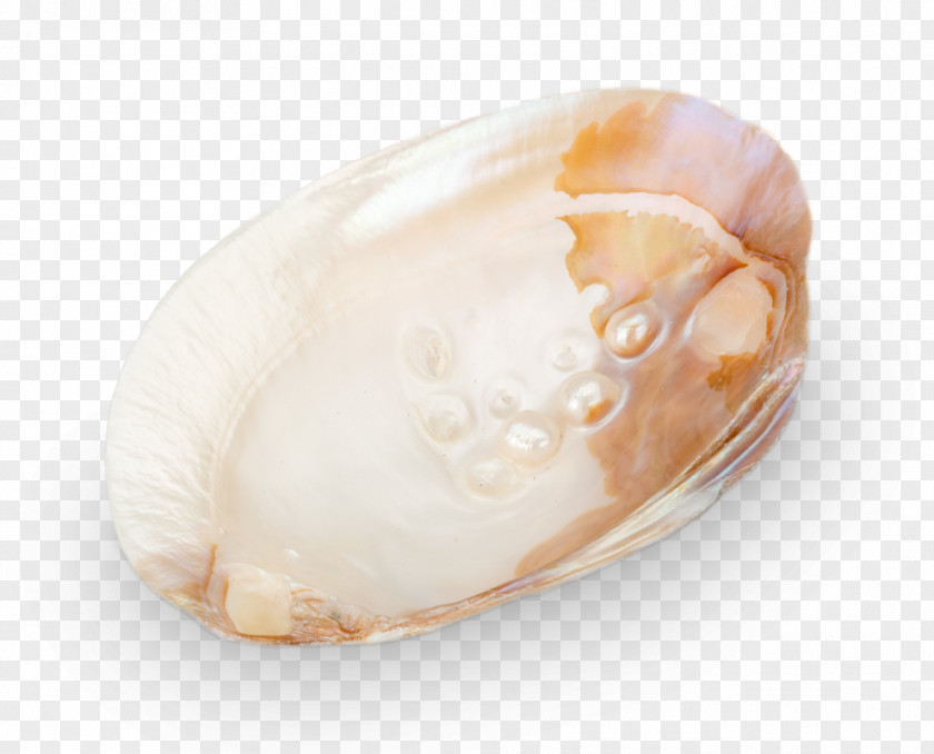 Saccharina Hyriopsis Pearl Unio Hair Jewellery Clam PNG