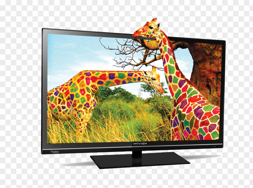 Television Giraffe Color Desktop Wallpaper Display Resolution PNG