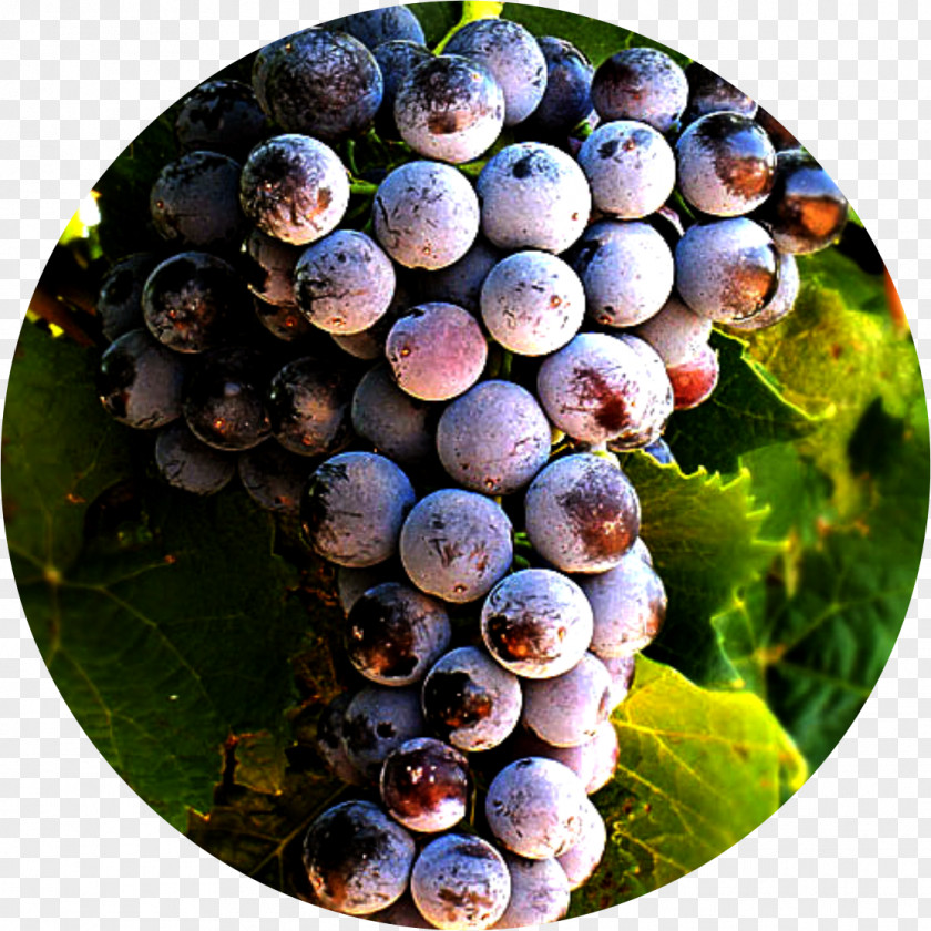 Types Of Wine Grapes Grape Petit Verdot Alicante Bouschet Blueberry PNG