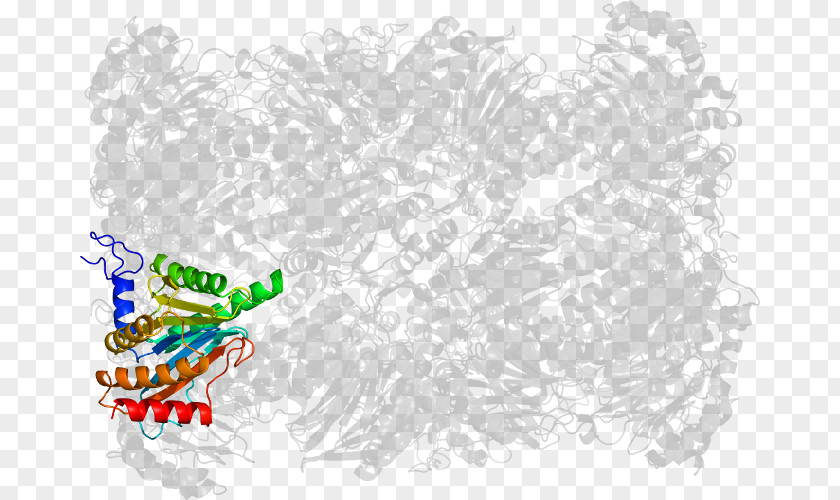 Zebrafish Burkholderia Vietnamiensis Graphic Design PNG