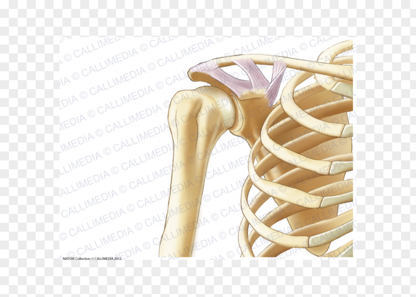 Arm Anatomy Shoulder Coronal Plane Human Skeleton Bone PNG