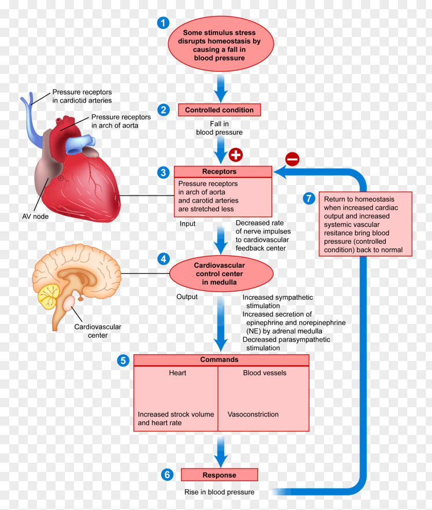 Blood Negative Feedback Anatomy Positive Human Body PNG