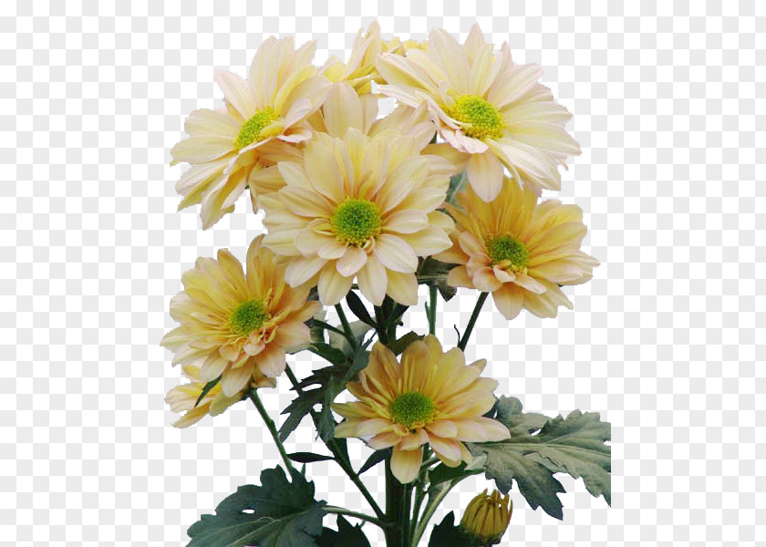 Chrysanthemum Cut Flowers Floral Design Floraco Marguerite Daisy PNG