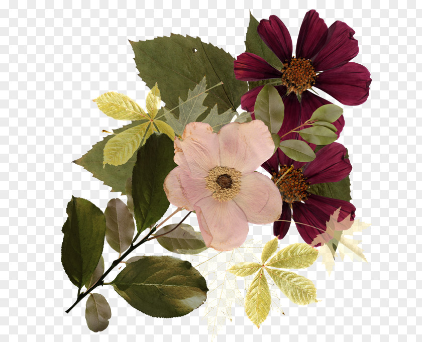 Flower PNG