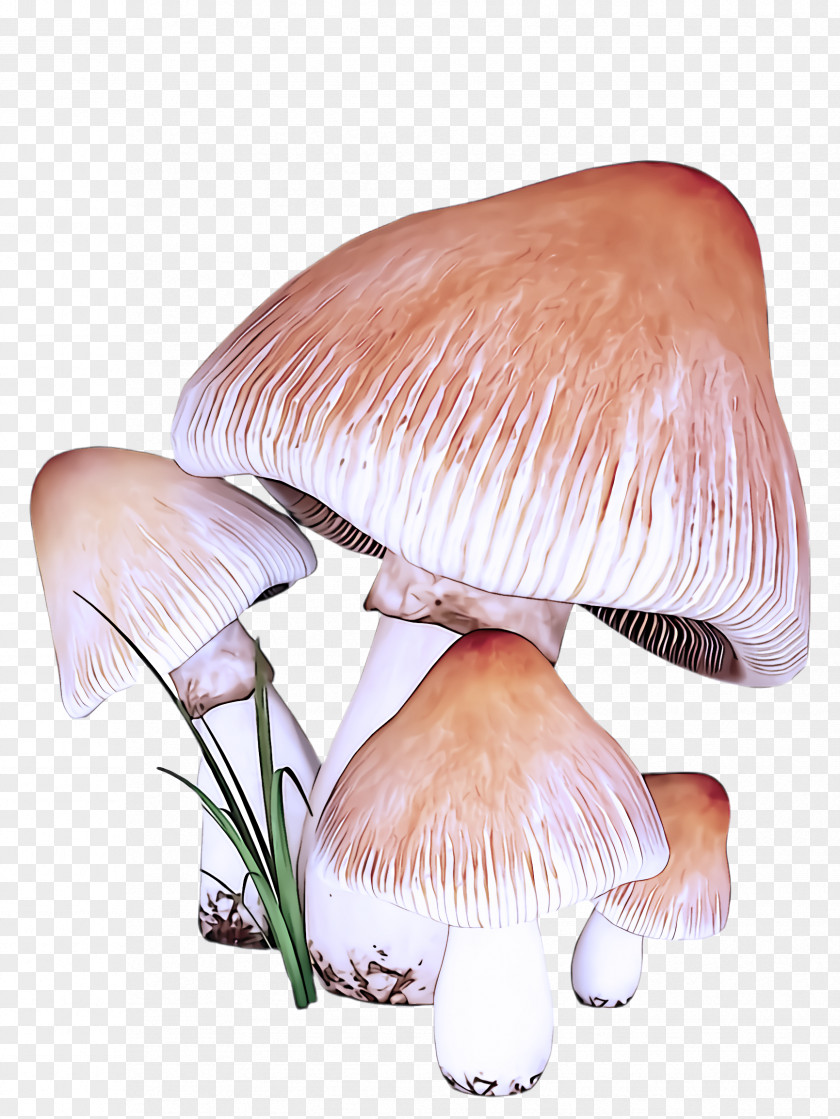 Fungus Russula Integra Mushroom Edible Agaricus Agaricaceae Agaricomycetes PNG
