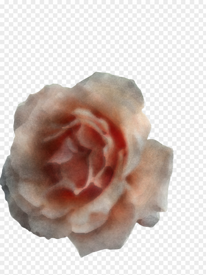 Garden Roses PNG