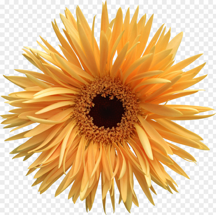 Gazania Animation Desktop Wallpaper PNG