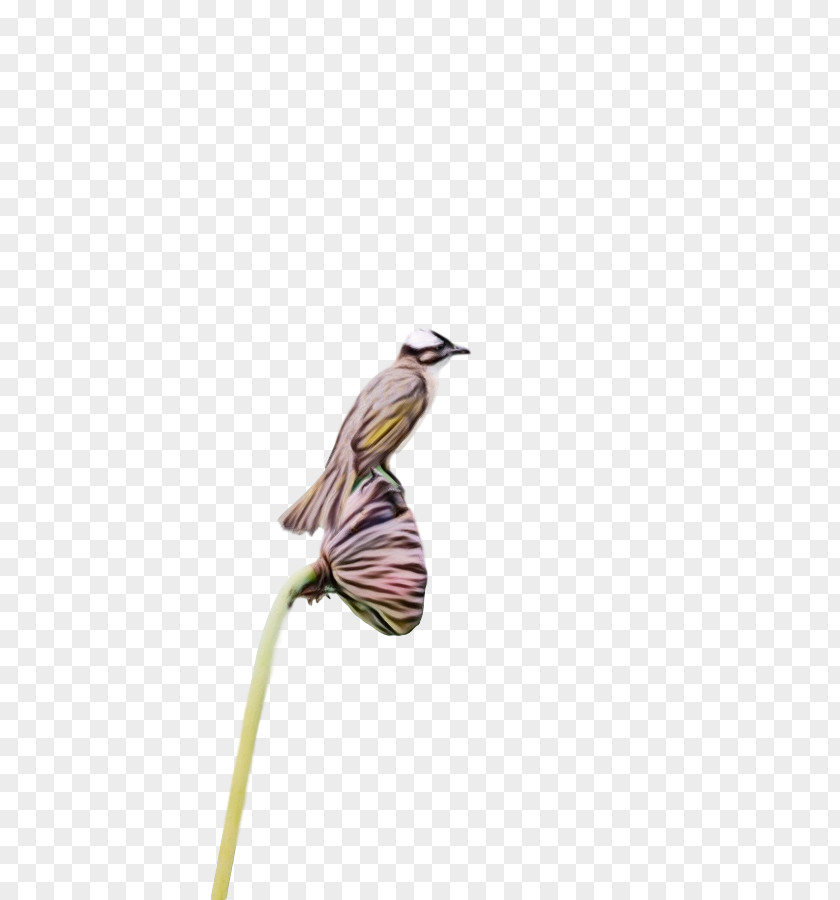 Insect Hummingbirds Butterflies Wing Beak PNG