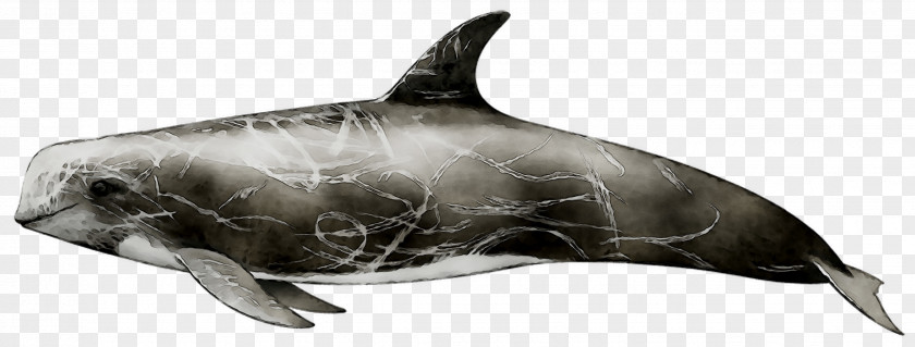 Common Bottlenose Dolphin Tucuxi Rough-toothed Wholphin White-beaked PNG
