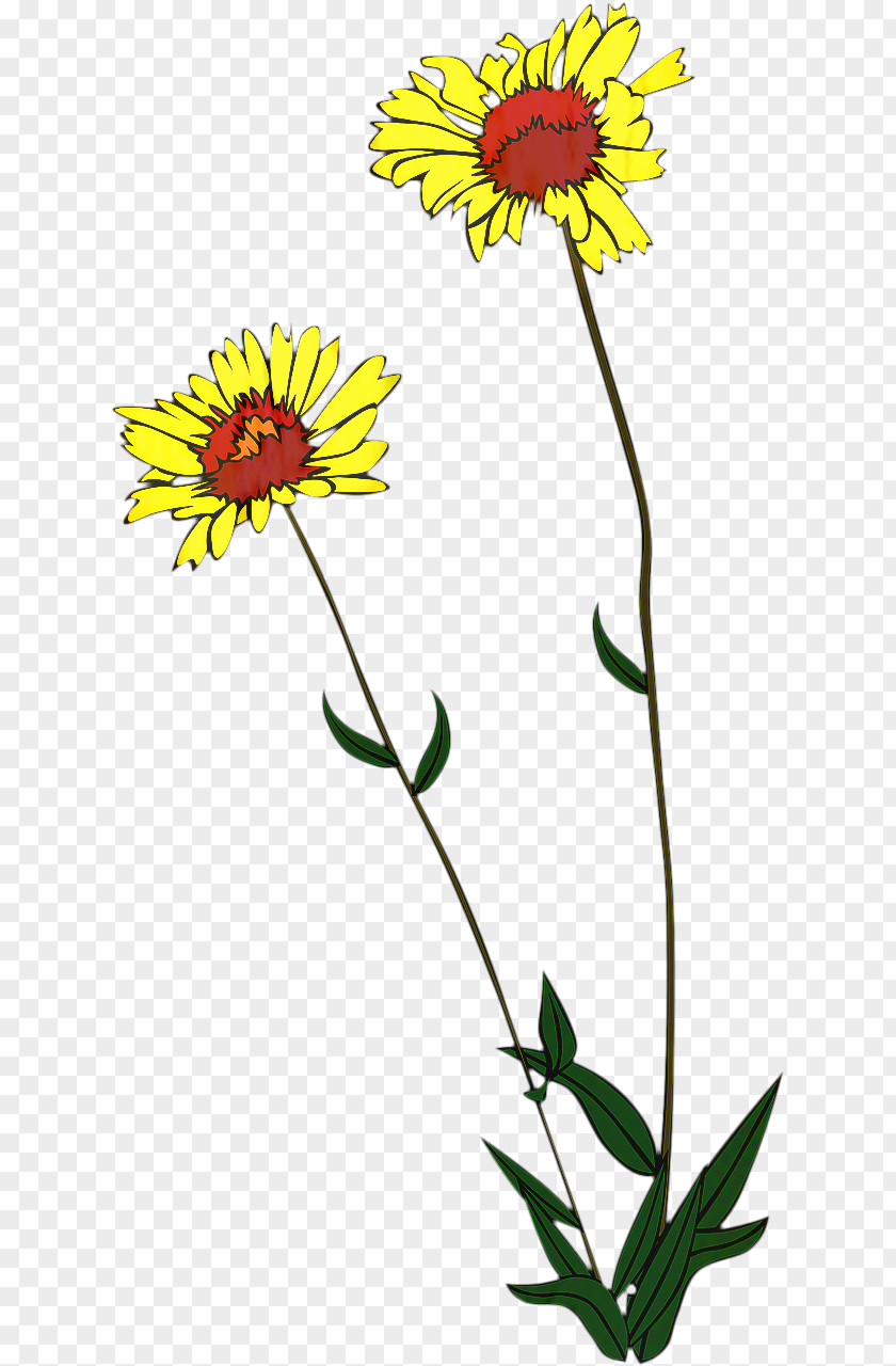 Daisy Sunflower Flowers Background PNG