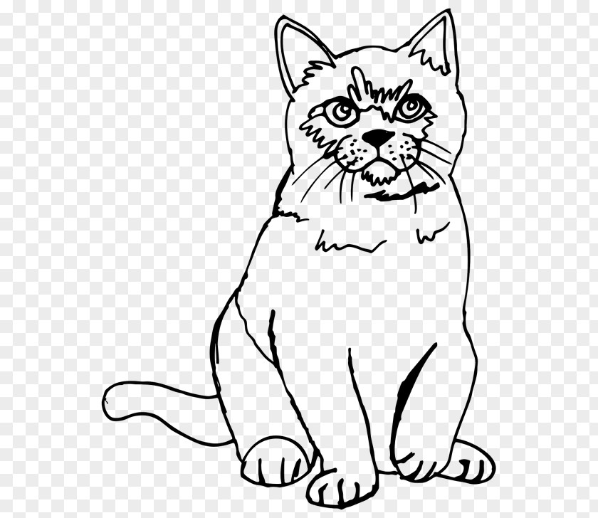 Kitten Persian Cat Siamese Drawing Sketch PNG