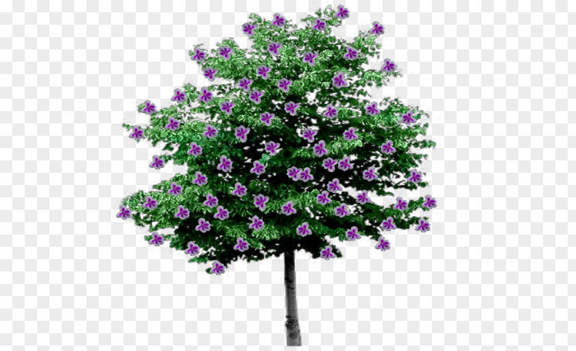 Purple Willow Tree Shrub Branch Clip Art Alpha Compositing PNG