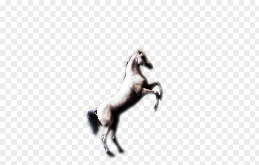Wild Horse Mustang Stallion Halter Freikörperkultur Character PNG