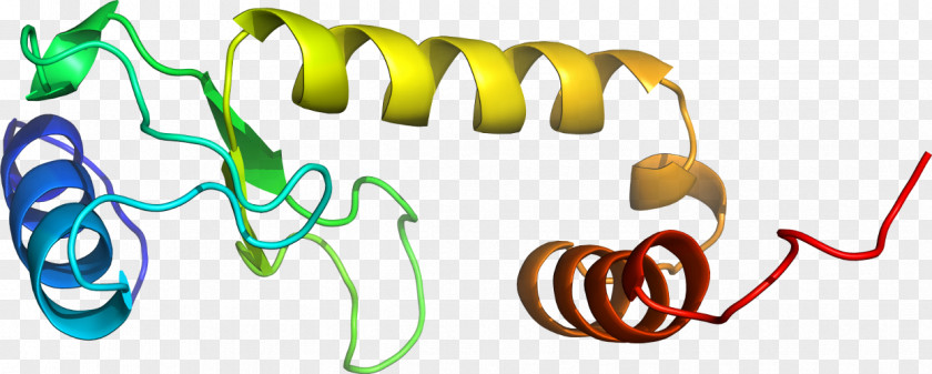 Design Organism Line Clip Art PNG