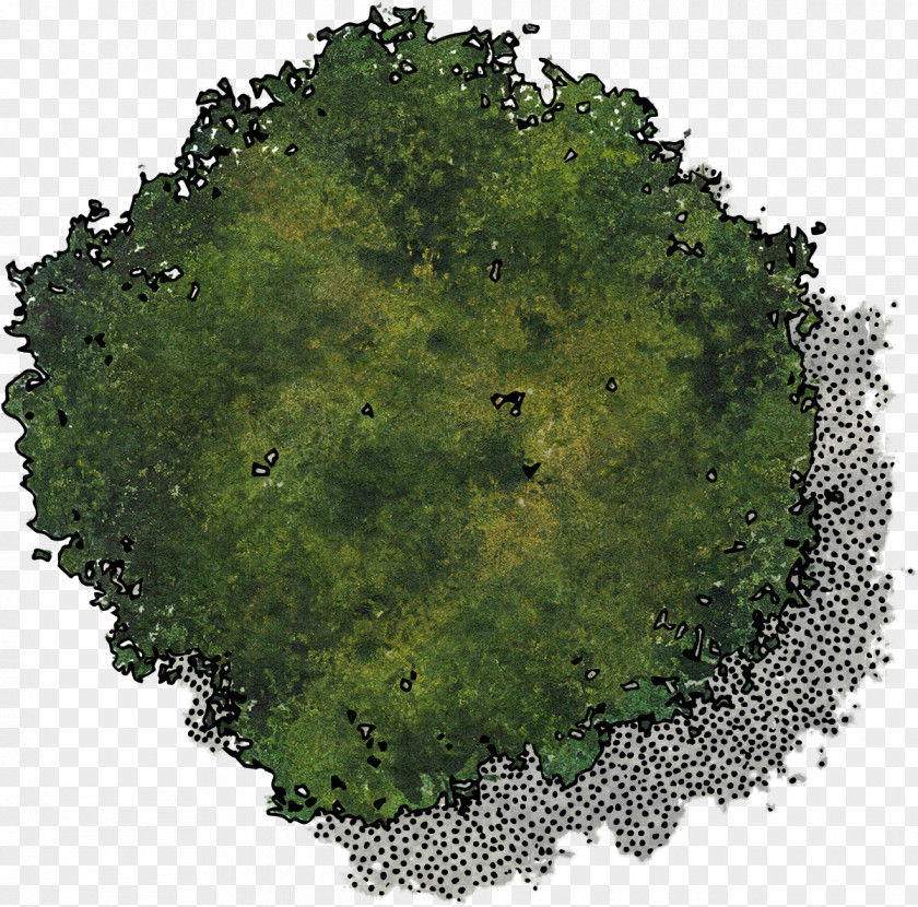 Green Plant Top View PNG plant top view clipart PNG
