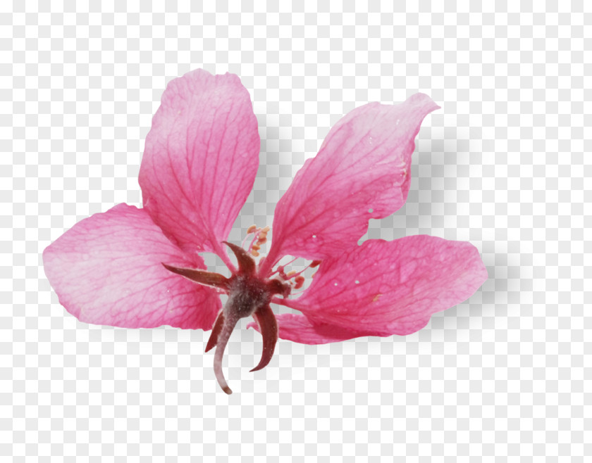 Mallows Pink M RTV Herbaceous Plant PNG