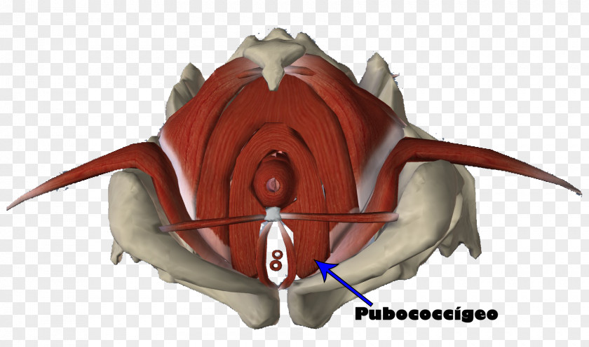 Pubococcygeus Muscle Perineum Piriformis PNG