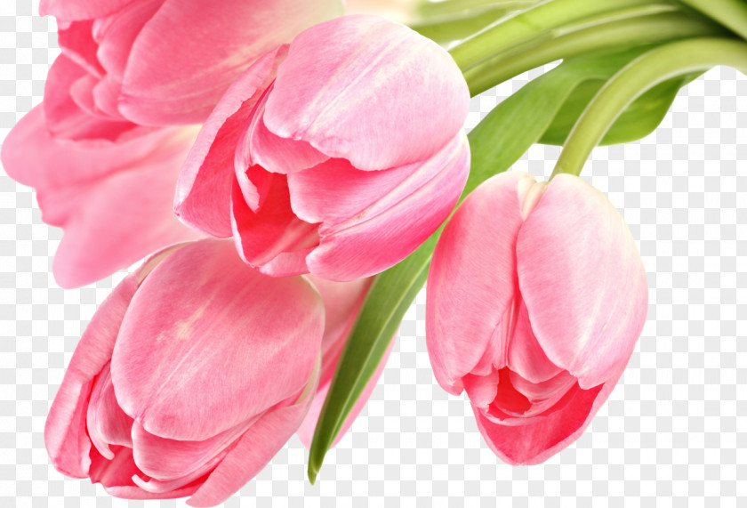 Tulips Tulip Desktop Wallpaper Pink Flowers Clip Art PNG