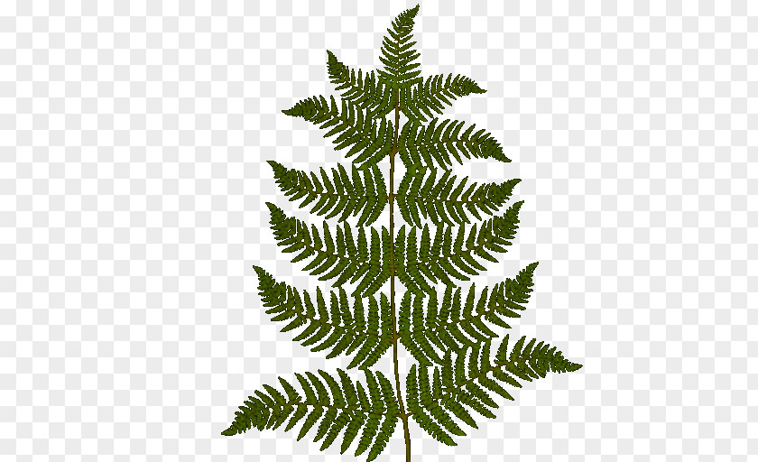 Plant Material Picture Fern Vascular PNG