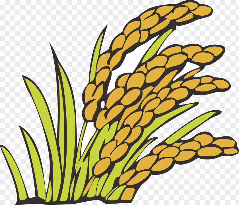 Wheat Vector Element Grauds Crop Rice PNG