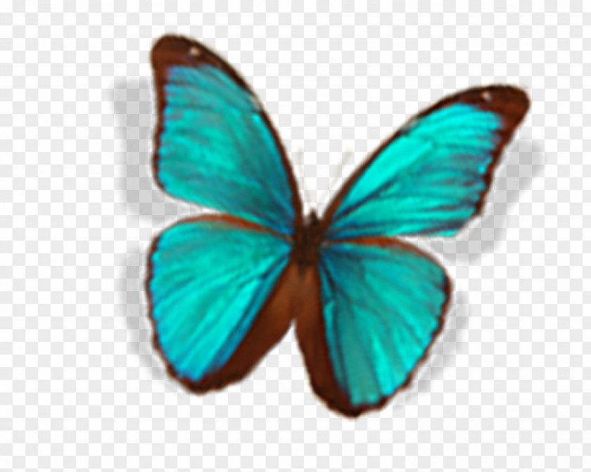 Butterfly Nymphalidae PNG