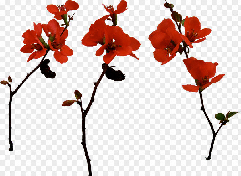 Design Twig Cut Flowers Floral PNG