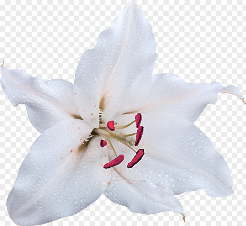 Flower Cut Flowers Madonna Lily White Petal PNG