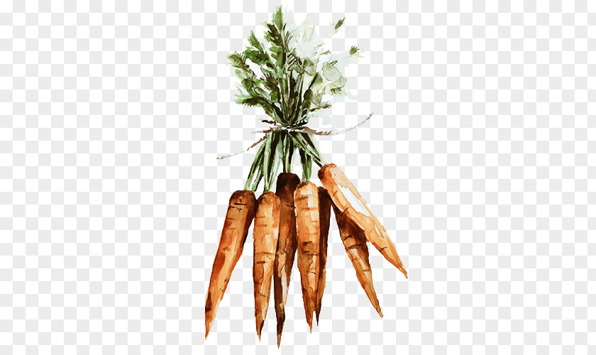Hand-painted Carrot Vegetable Illustration PNG