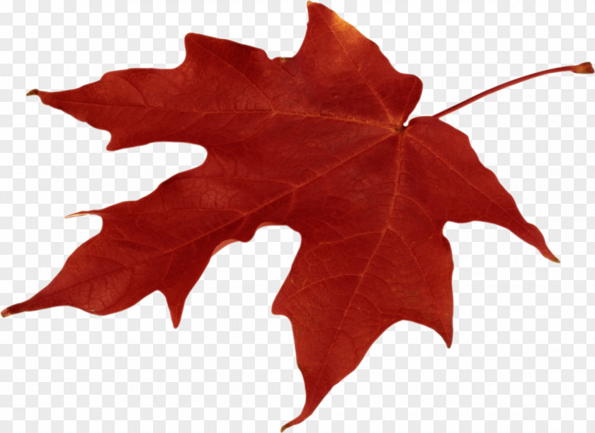 Leaves Autumn Leaf Color Clip Art PNG