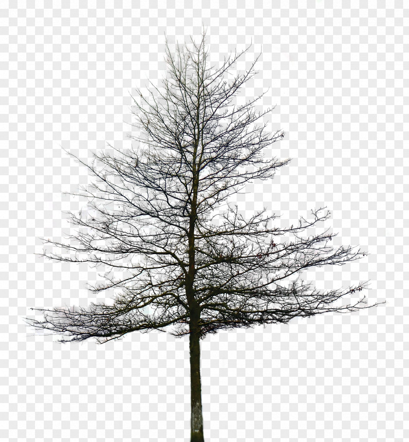 Tree Eastern White Pine Fir PNG
