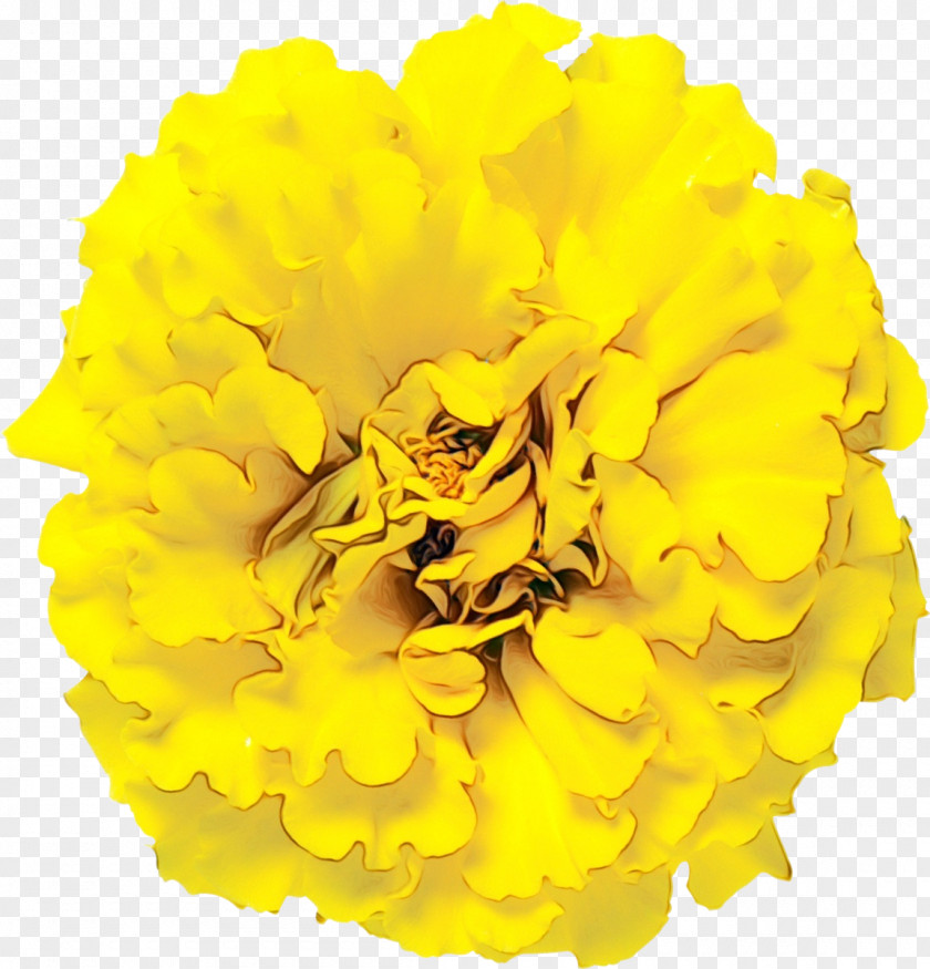Zinnia English Marigold Yellow Flower Tagetes Petal Cut Flowers PNG