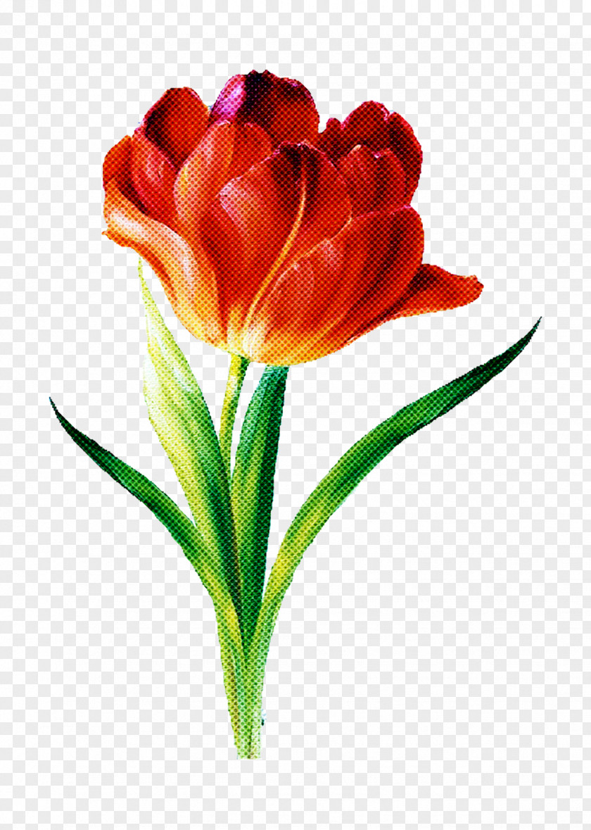 Lily Family Pedicel Flower Flowering Plant Petal Cut Flowers Tulip PNG