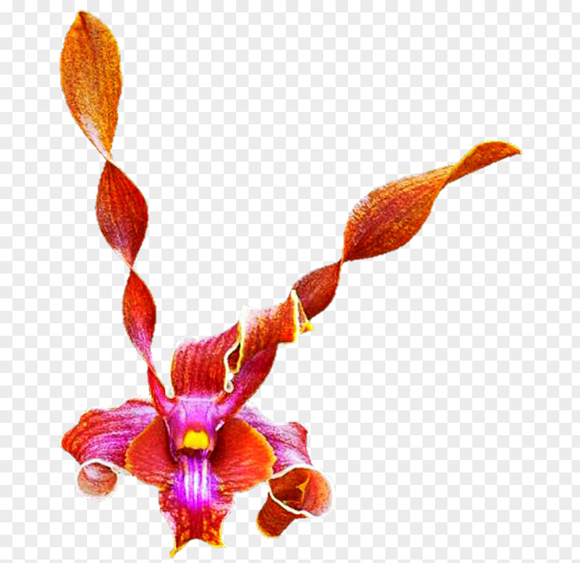 Red Orchid Moth Orchids Plant Stem PNG