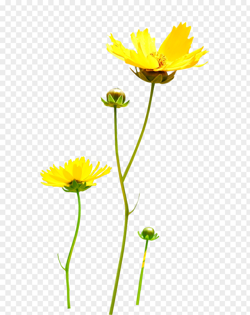 Chrysanthemum Yellow PNG