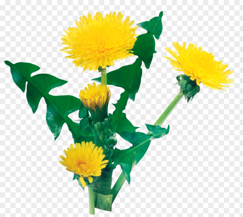 Dandelion Plant Desktop Wallpaper Gelenkkraft PNG