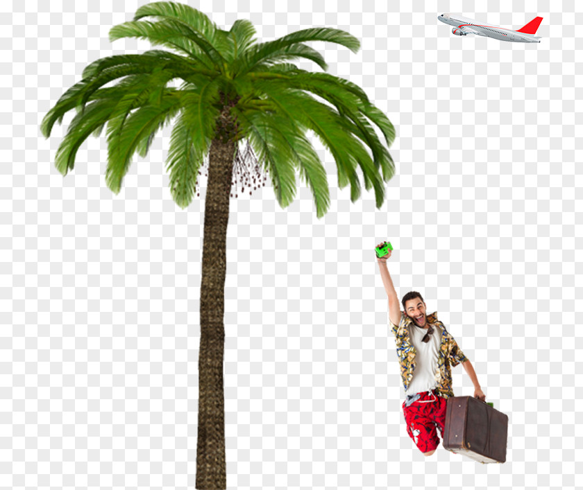 Date Palm Fruit Coconut Tree Cartoon PNG