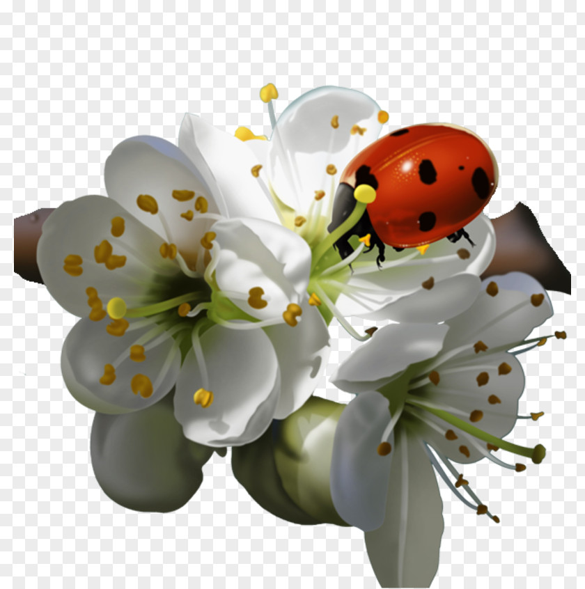 Flower Ladybird Beetle Clip Art PNG