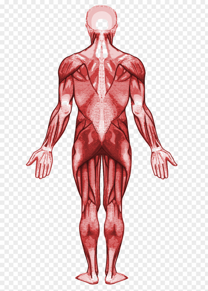 Human Body Muscle Anatomy Muscular System PNG