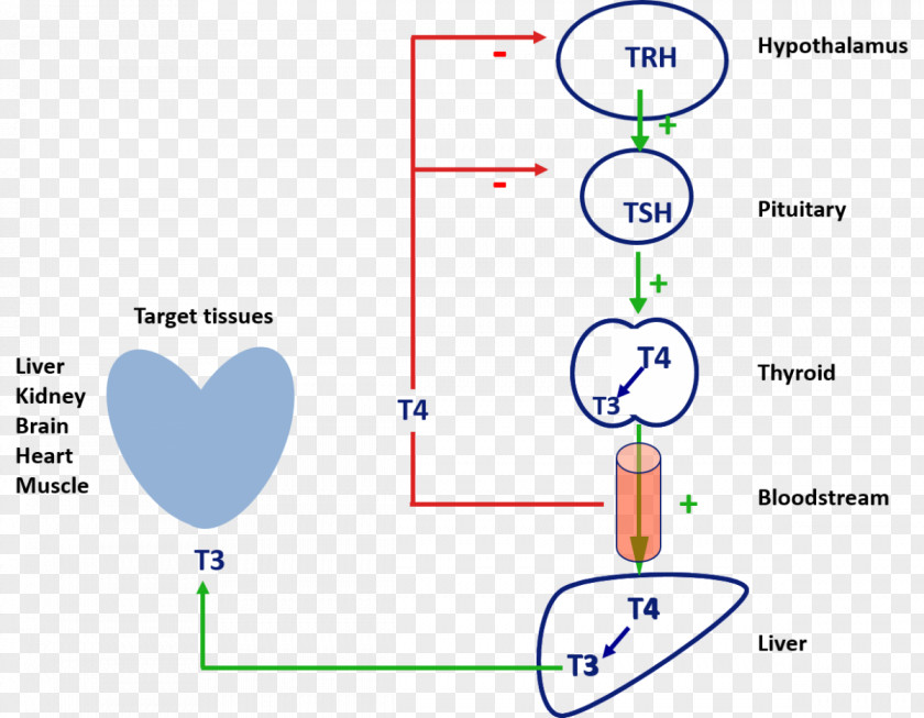 Thyroid Gland Triiodothyronine Hormones Thyroxine PNG