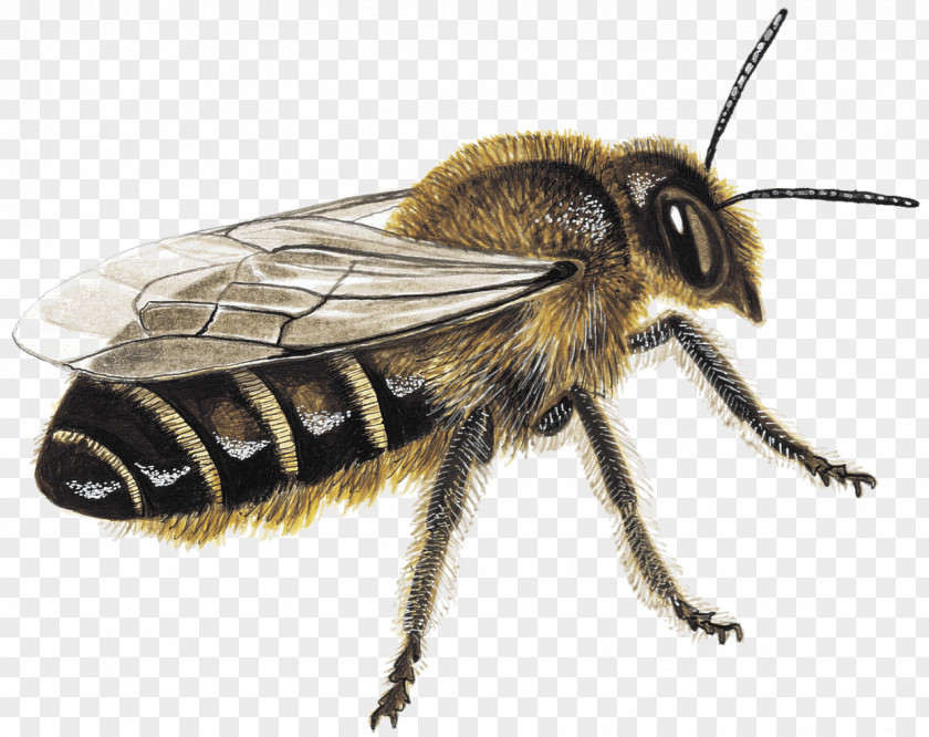 Bee Honey Bumblebee Insect Megachile PNG