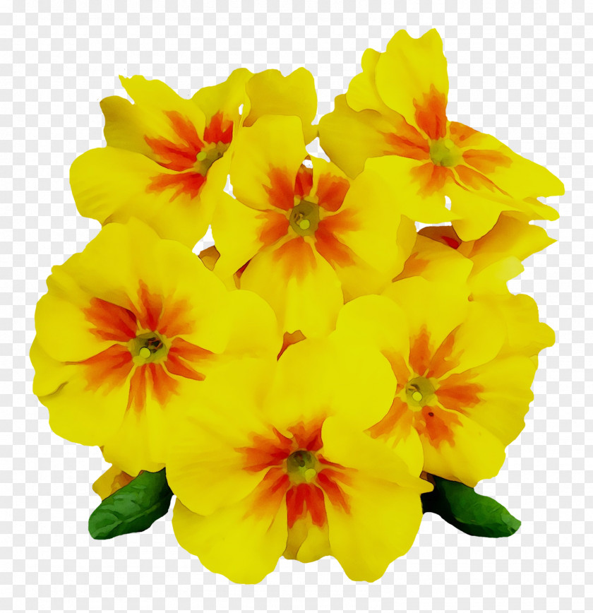 Common Evening-primrose Image Clip Art PNG
