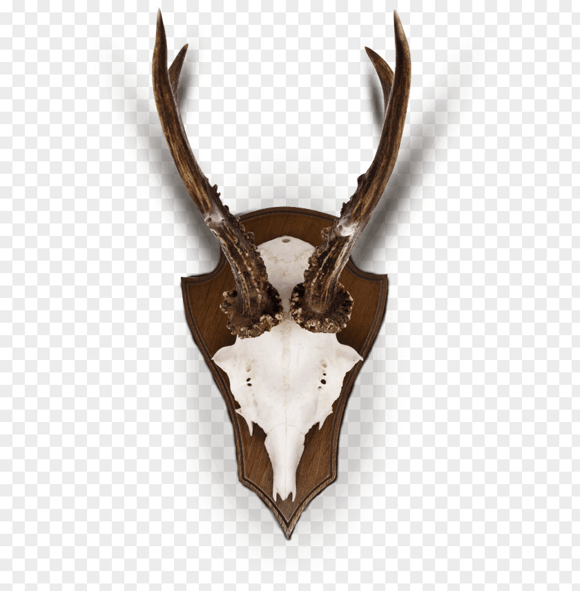 Deer Horn Trophy Hunting Antler PNG