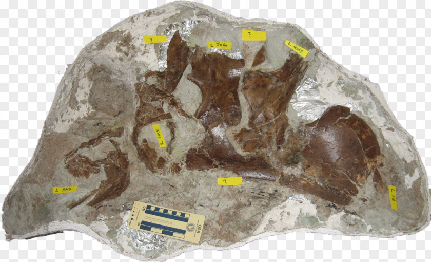 Dinosaur Footprint Mineral PNG