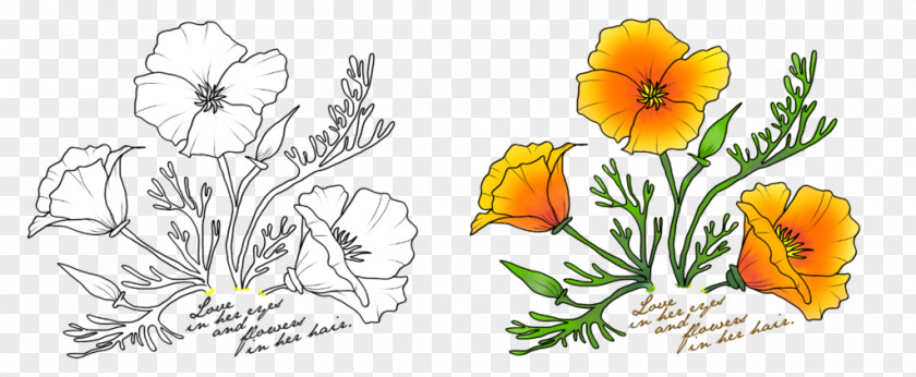 Floral Design Drawing California Poppy Watercolor Painting PNG