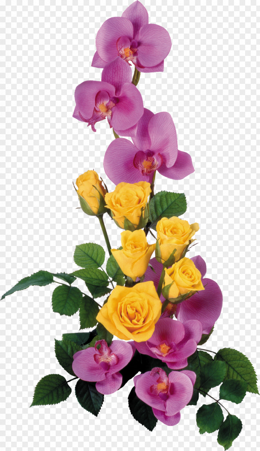 Orchid Garden Roses Flower PNG